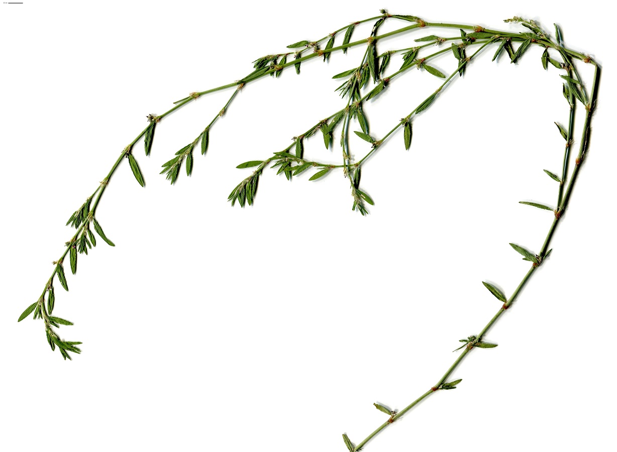 Polygonum aviculare subsp. depressum (Polygonaceae)